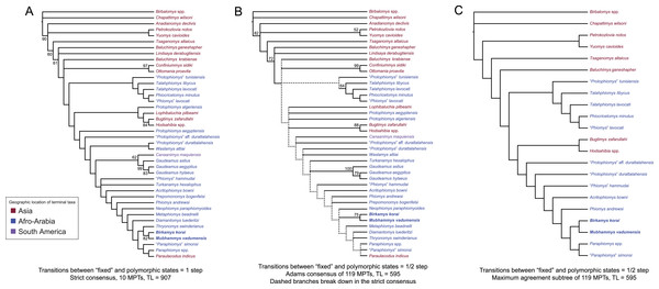 Parsimony analysis of living and extinct hystricognathous rodents, based on 118 morphological characters, largely from the dentition, 77 of which were treated as ordered.