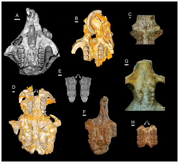 Comparison of the incisive foramina in late Eocene and early Miocene phiomorphs.