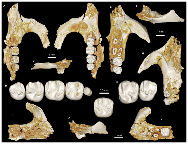 Maxillae and upper dentition of Birkamys korai, new genus and species, from Quarry L-41.