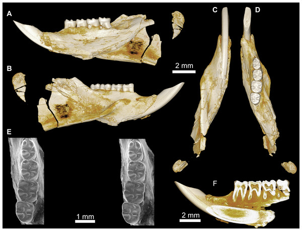 Mandible and lower dentition of Birkamys korai, new genus and species, from Quarry L-41.