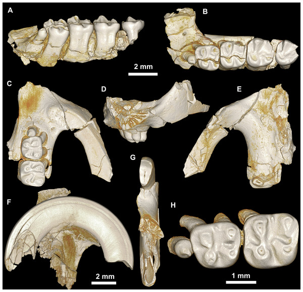 Maxillae and upper dentition of Mubhammys vadumensis, new genus and species, from the latest Eocene Quarry L-41, Jebel Qatrani Formation, Fayum Depression, northern Egypt.