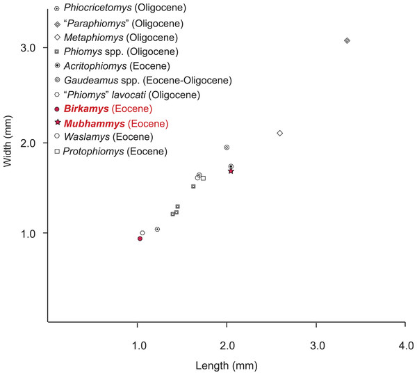 Plot of length versus width of M1 comparing Mubhammys vadumensis and Birkamys korai with other hystricognaths from the Fayum Depression.