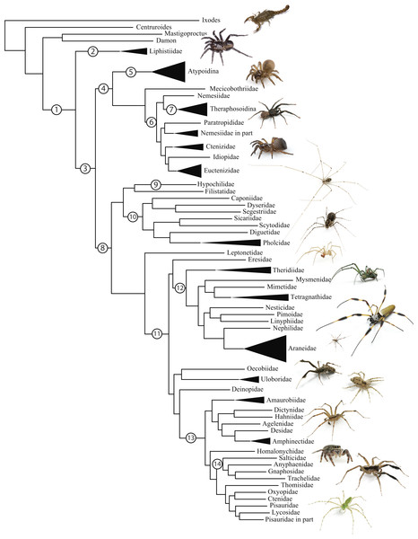 Summary, preferred tree, of spider relationships based on phylogenomic analyses shown in Fig. 2.