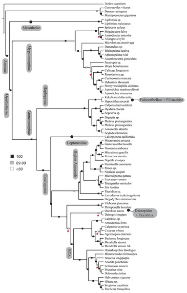 ASTRAL gene tree analysis of spider relationships based on 3,398 genes.