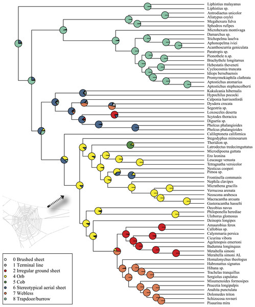 ML ancestral state reconstructions of web type on the time-calibrated phylogeny of spiders.
