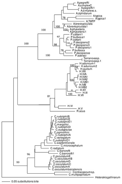 Phylogenetic analysis of the combined ITS-1 and ITS-2 sequence data for members of the Anisakidae with Heterakis gallinarum as outgroup, using the neighbour-joining method.