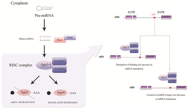 MicroRNA Biosynthetic processing mechanism.