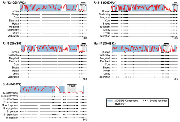 Low lysine content in San1 candidates is conserved broadly across species.