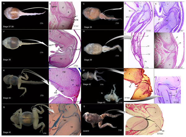 External morphology and histological samples showing the knee-joint area, in successive developmental stages, of control and experimental (experiment A) specimens of Pleurodema borellii tadpoles.