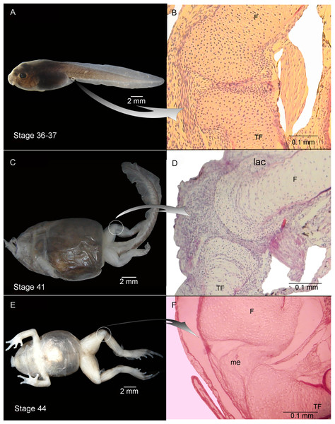 External morphology (A, C) and knee-joint histological section (B, D) of Pleurodema borellii tadpoles. Experiment B. External morphology and knee-joint histological section of tadpoles of Pleurodema borellii.