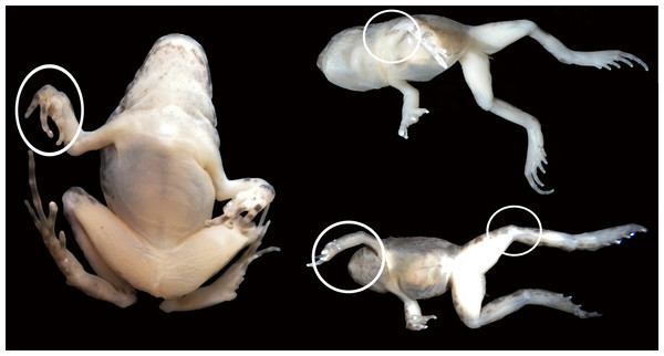 Experimental juvenile and metamorphic individuals showing gross anatomical consequences of mobility reduction, including inflected rigid fingers, fingers inflected in the palm, pronation of the elbow, rotation of the shoulder, abnormal extension of the knee.