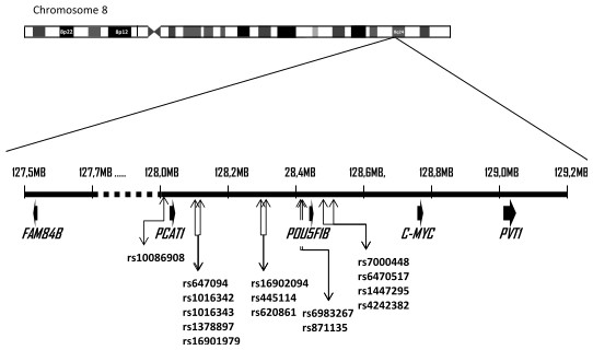Schematic of 8q24 chromosomal region.