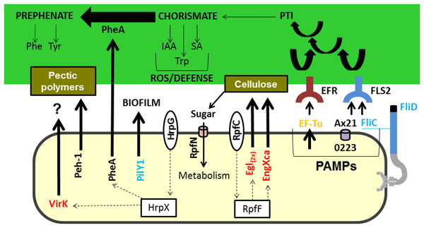 Model highlighting proteins related to virulence characterized in comparative proteomics.