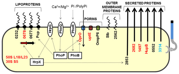 Model highlighting proteins related to adaptation in comparative proteomics.