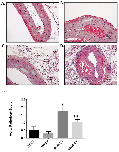 db/db mice showed higher mean pathology score at both early and late time points.