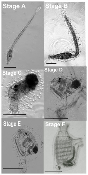 Stages of Ciona savignyi larval development.