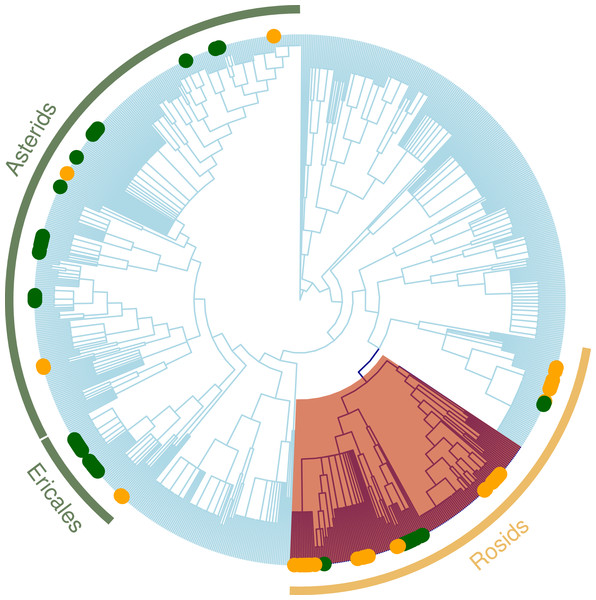 Regional plant phylogeny with 891 species.