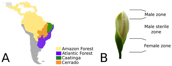 (A) Geographic distribution of Philodendron species along the Neotropical biomes of Amazon, Atlantic forest, Cerrado and Caatinga. (B) Philodendron inflorescence and the flower zones.