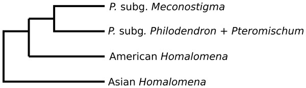 Phylogeny of Philodendron and Homalomena corroborated by the approximately unbiased (AU) test.