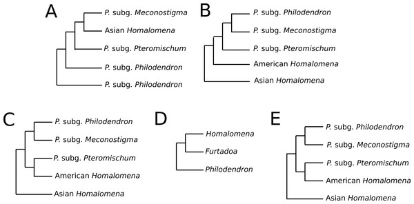 Phylogenetic relationships between Philodendron and Homalomena recovered by previous studies.