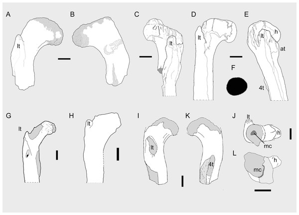 Theropod femora from the Cenomanian of Egypt and the ‘Kem Kem Compound Assemblage’.