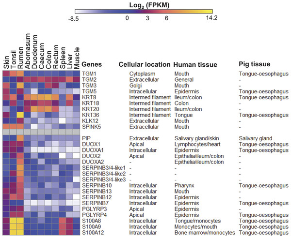 Expression profiles of innate immunity and epithelial development genes in sheep.