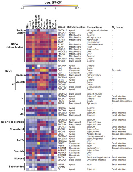 Gene expression profiles of metabolic processes discussed in the text.