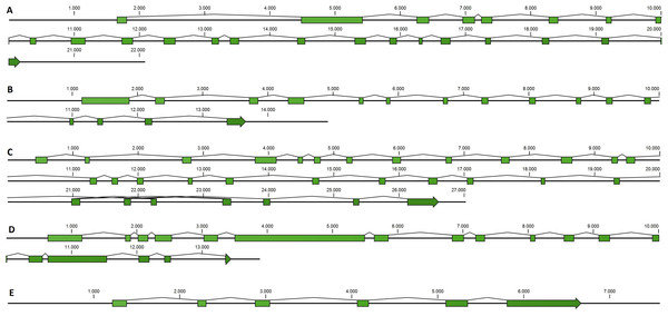  Mussel gene structures of DROSHA (A), DGCR8 (B), EXP5 (C), DICER (D) and TARBP2 (E).