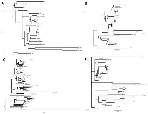 Phylogenetic relationships of four miRNA biogenesis proteins.