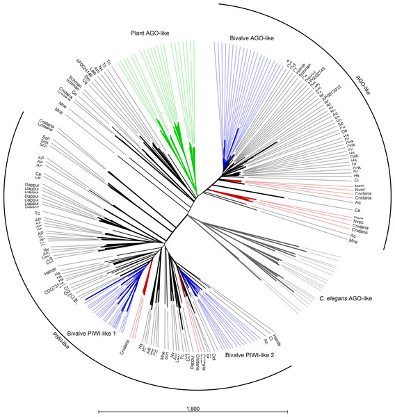 Phylogenetic relationships of Argonaute-like proteins.