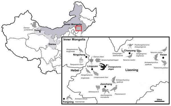 Distribution of Ornithurae birds from Early Cretaceous of China.