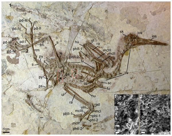 Photograph of the Holotype Changzuiornis ahgm (AGB5840).