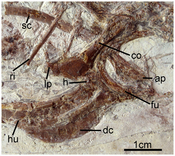 Pectoral girdle and forelimb of Changzuiornis ahgm.