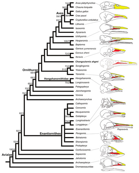 Strict consensus cladogram illustrating the phylogenetic position of Changzuiornis ahgm.