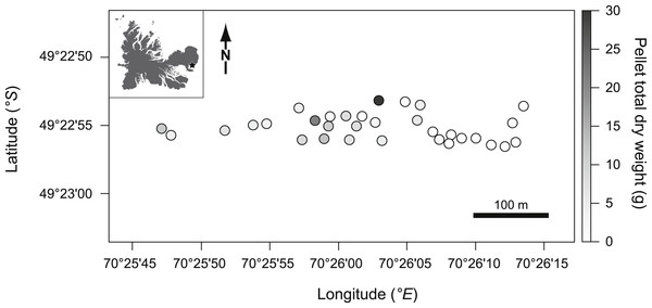 Pellet total dry weight (indexed by grey levels shown on the right y-axis) measured in the studied patches (dots) according to their spatial position (left y-axis and x-axis).