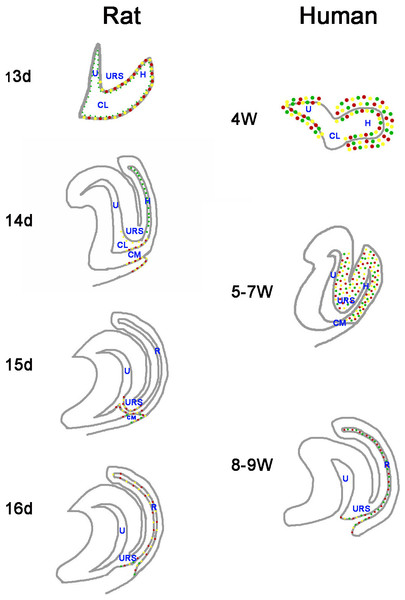 A summary schematic of Cdx proteins distribution pattern in rat and human embryo.