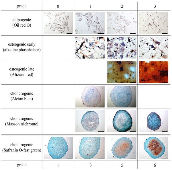 All parts of the study: representative histological images of the scoring system to assess adipogenic, early and late osteogenic (scale bar 100 µm), and chondrogenic differentiation (scale bar 200 µm).