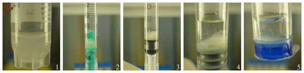 Part I: representative images of the five transport containers after 24 h “transportation” and before gentle agitation to dissolve the cell pellet formed at the bottom of the container: (1) cryotube, (2) plastic syringe/plastic tipped plunger, (3) plastic syringe/rubber tipped plunger, (4) glass syringe/rubber tipped plunger, (5) CellSeal.