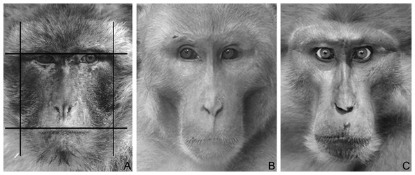 Macaque faces.