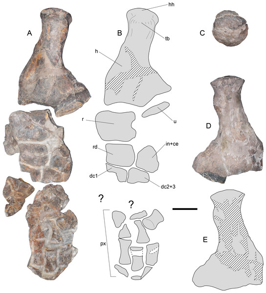 Styxosaurus browni (Welles, 1952) (AMNH 5835). Left forelimb