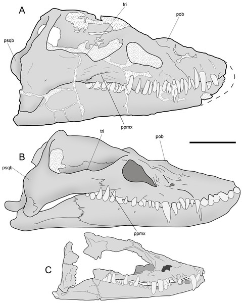 Schematic comparison of styxosaurine skulls.