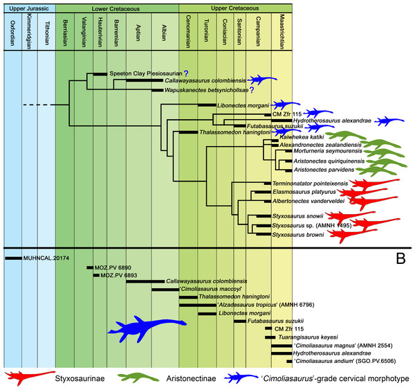 Elasmosaurid morphotypes through time.