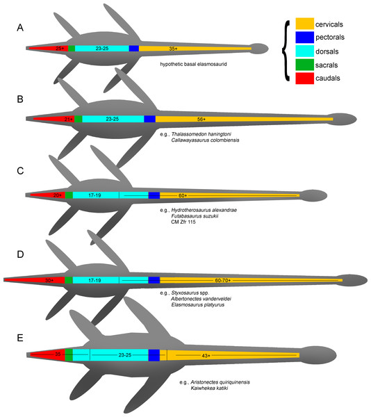 Schematics of the evolution of the elasmosaurid axial skeleton.