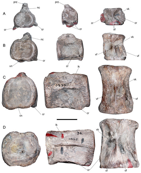 Styxosaurus sp. (AMNH 1495). Detail of cervicals.