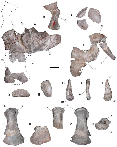 Styxosaurus sp. (AMNH 1495). Pectoral and pelvic girdle elements; femora.