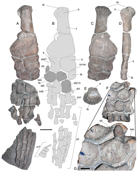 Styxosaurus sp. (AMNH 1495). Hindlimbs.