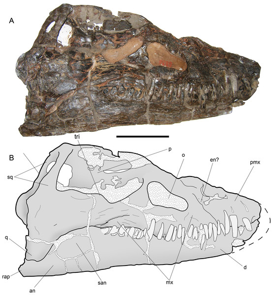 Styxosaurus browni (Welles, 1952) (AMNH 5835). Skull.