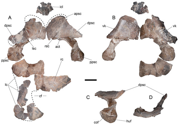 Styxosaurus browni (Welles, 1952) (AMNH 5835). Pectoral girdle.