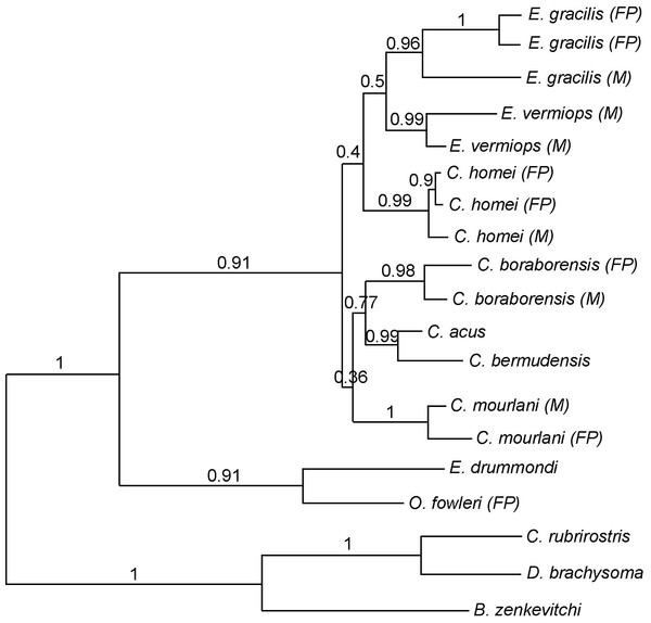 Phylogram showing the alternative hypothesis obtained in some analysis.