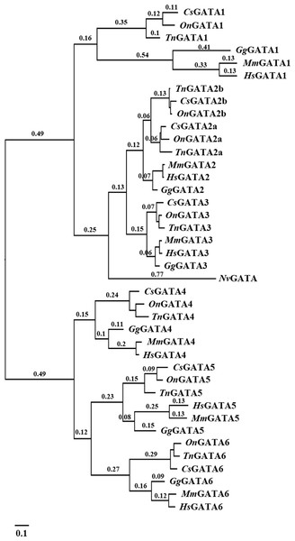 Phylogenetic analyses of vertebrate GATA gene family.